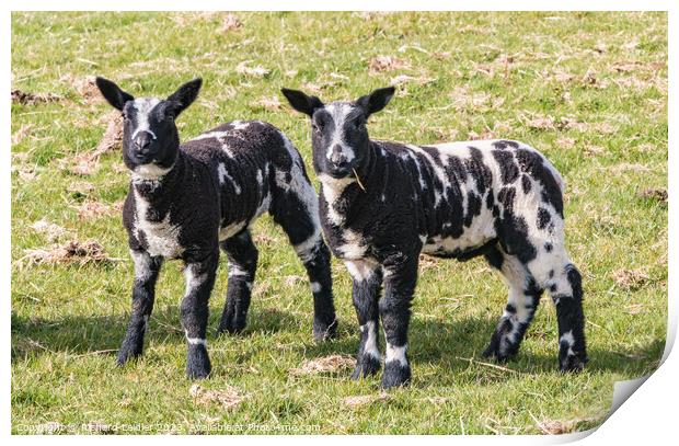 Dutch Spotted Lambs Print by Richard Laidler