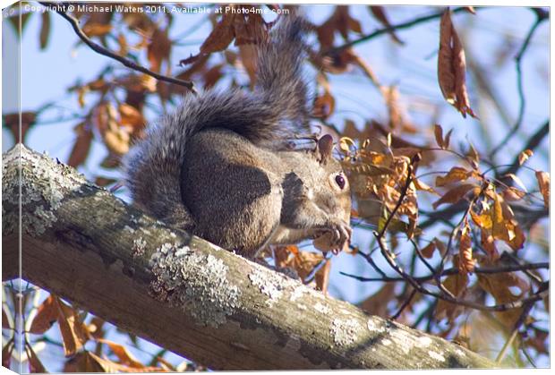 Grey Squirrel Canvas Print by Michael Waters Photography