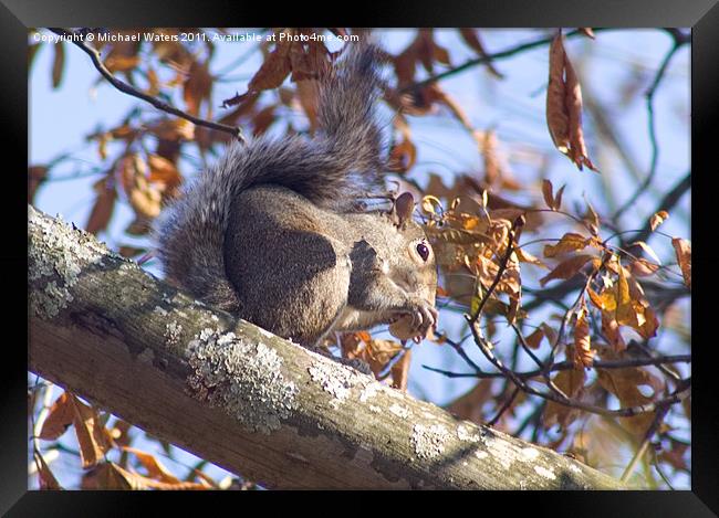 Grey Squirrel Framed Print by Michael Waters Photography