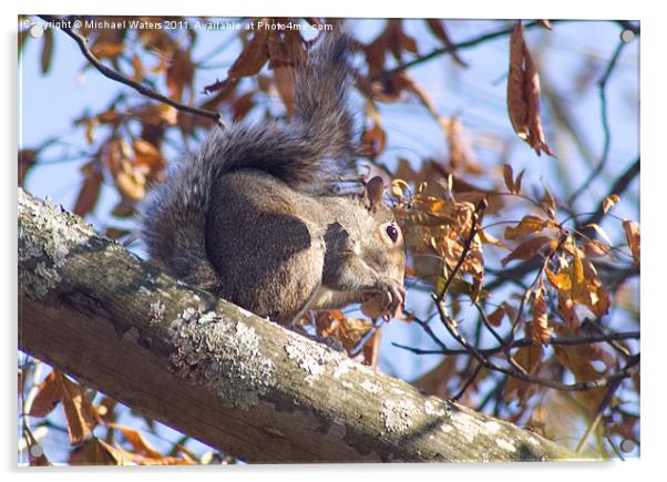 Grey Squirrel Acrylic by Michael Waters Photography