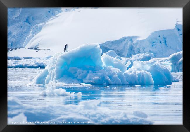 Adélie penguin on an iceberg Framed Print by Sebastien Greber