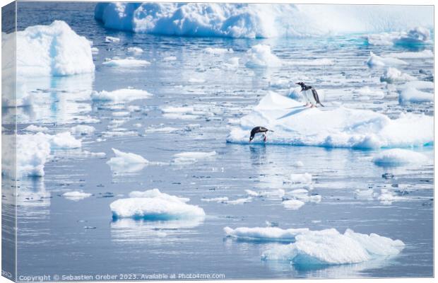 Gentoo penguin diving from an Iceberg Canvas Print by Sebastien Greber