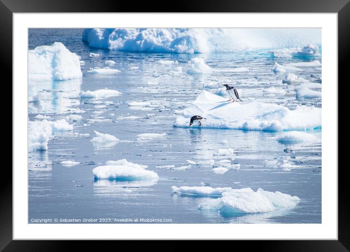 Gentoo penguin diving from an Iceberg Framed Mounted Print by Sebastien Greber