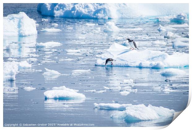 Gentoo penguin diving from an Iceberg Print by Sebastien Greber