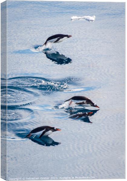 Gentoo penguins leaping out of the water Canvas Print by Sebastien Greber