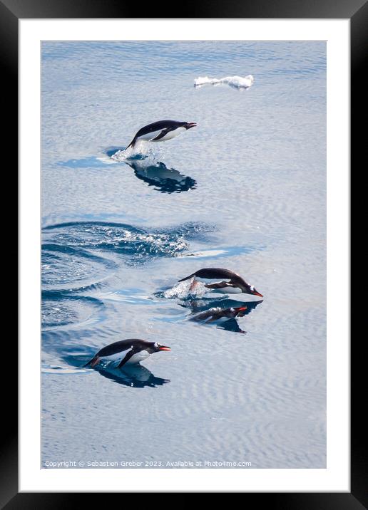 Gentoo penguins leaping out of the water Framed Mounted Print by Sebastien Greber