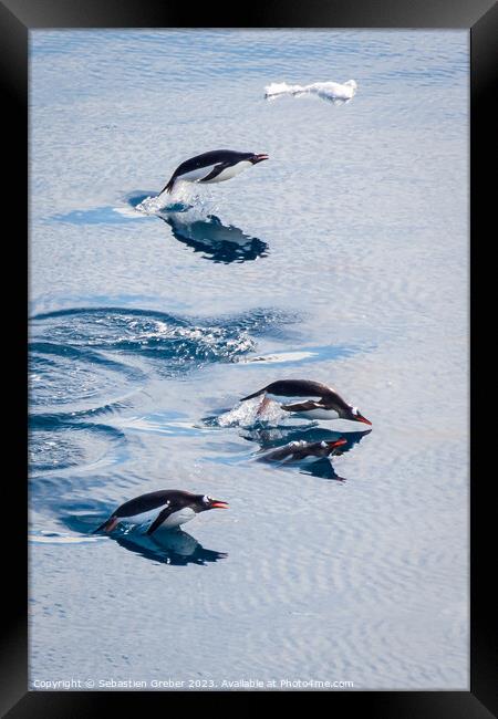Gentoo penguins leaping out of the water Framed Print by Sebastien Greber