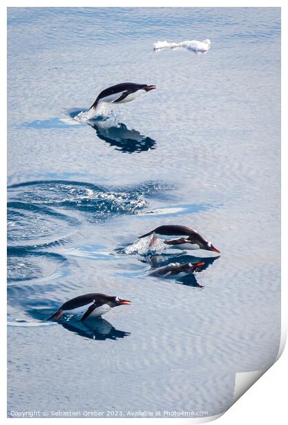 Gentoo penguins leaping out of the water Print by Sebastien Greber