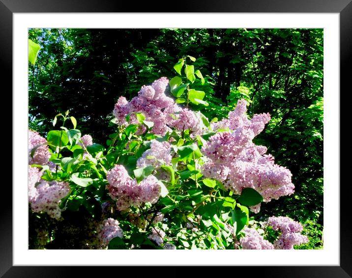 Lilacs Framed Mounted Print by Stephanie Moore