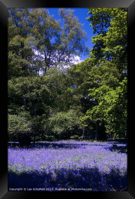 Bluebell Woods Framed Print by Les Schofield