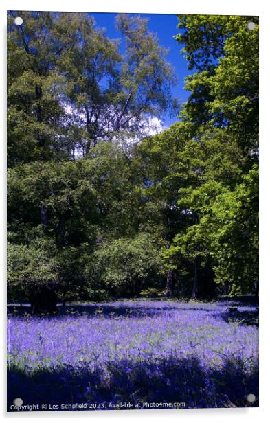 Bluebell Woods Acrylic by Les Schofield