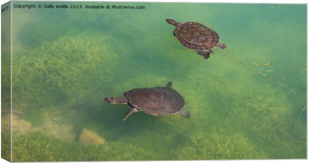 Two turtles swimming Canvas Print by Sally Wallis