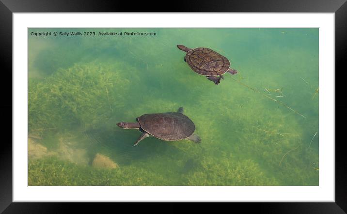 Two turtles swimming Framed Mounted Print by Sally Wallis