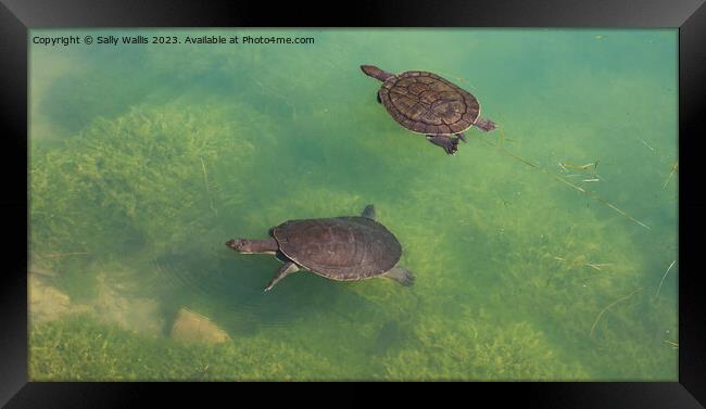 Two turtles swimming Framed Print by Sally Wallis