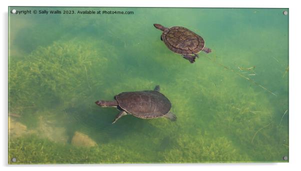 Two turtles swimming Acrylic by Sally Wallis