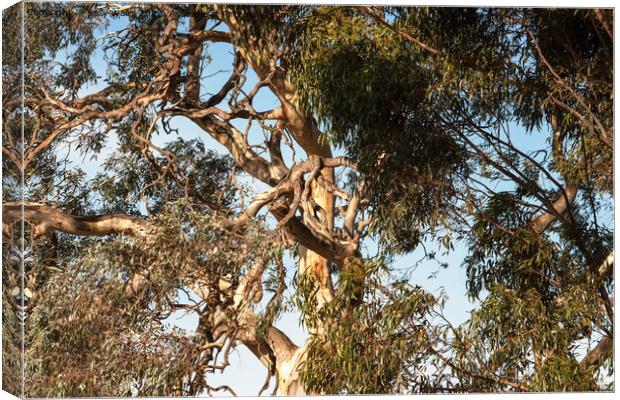 Close up of Gnarled Blue gum Canvas Print by Sally Wallis
