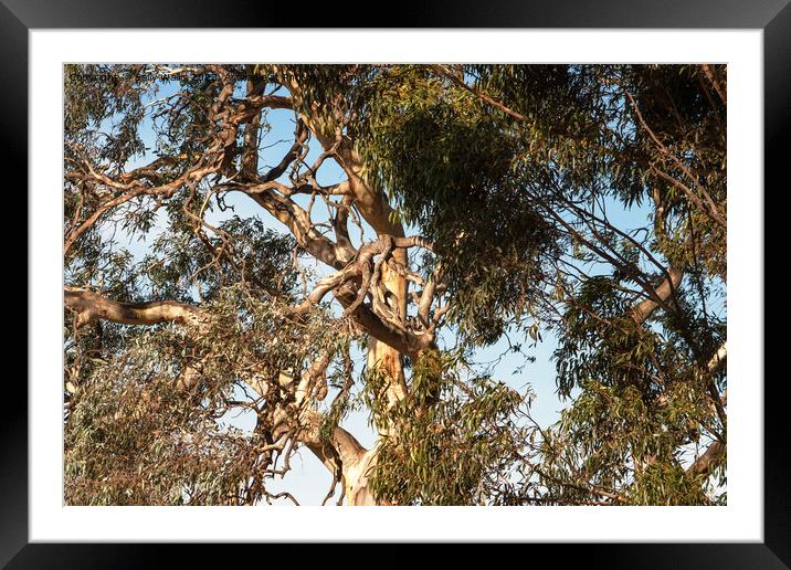 Close up of Gnarled Blue gum Framed Mounted Print by Sally Wallis