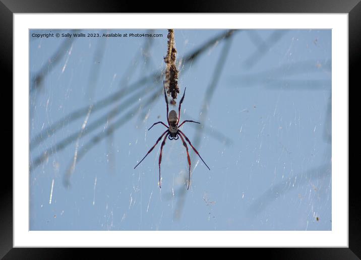 spider through glass Framed Mounted Print by Sally Wallis
