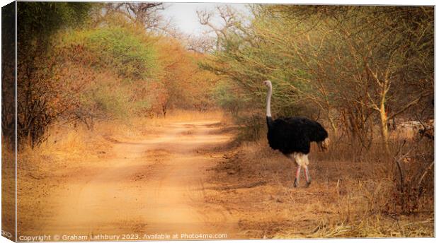 Ostrich, Senegal Canvas Print by Graham Lathbury