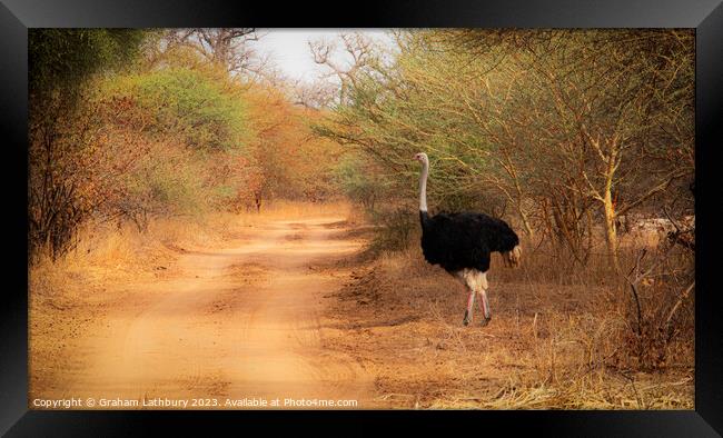 Ostrich, Senegal Framed Print by Graham Lathbury