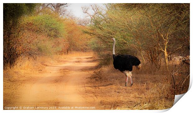 Ostrich, Senegal Print by Graham Lathbury