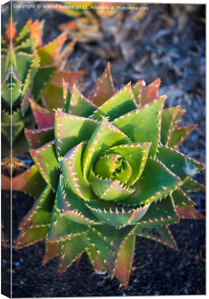 Aloe perfoliata or mitre aloe, also commonly named Rubble Aloe Canvas Print by Kristof Bellens