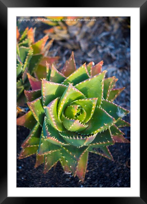 Aloe perfoliata or mitre aloe, also commonly named Rubble Aloe Framed Mounted Print by Kristof Bellens