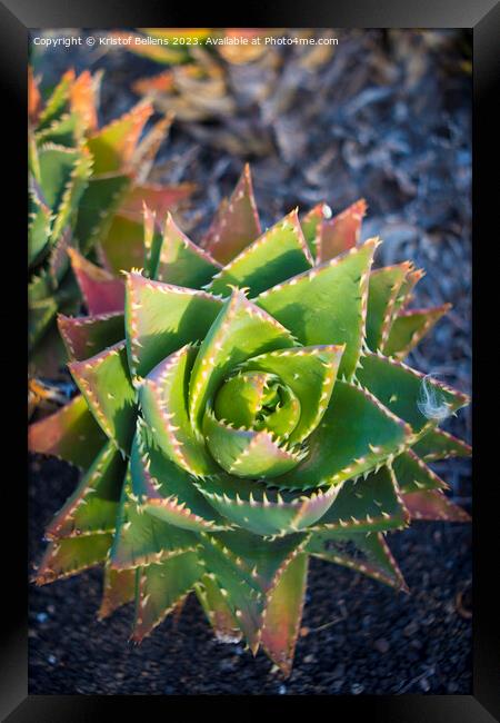 Aloe perfoliata or mitre aloe, also commonly named Rubble Aloe Framed Print by Kristof Bellens