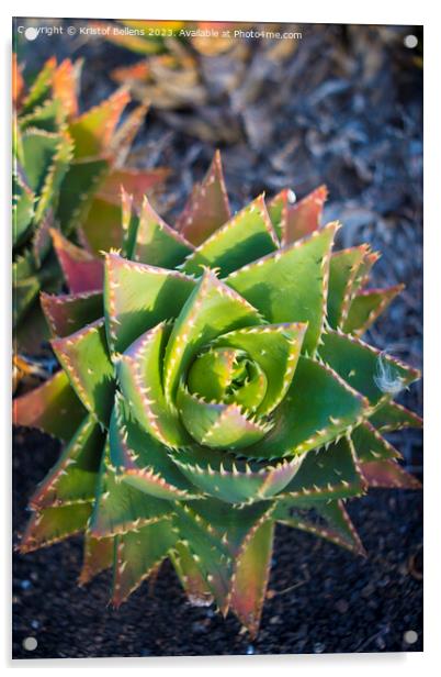 Aloe perfoliata or mitre aloe, also commonly named Rubble Aloe Acrylic by Kristof Bellens