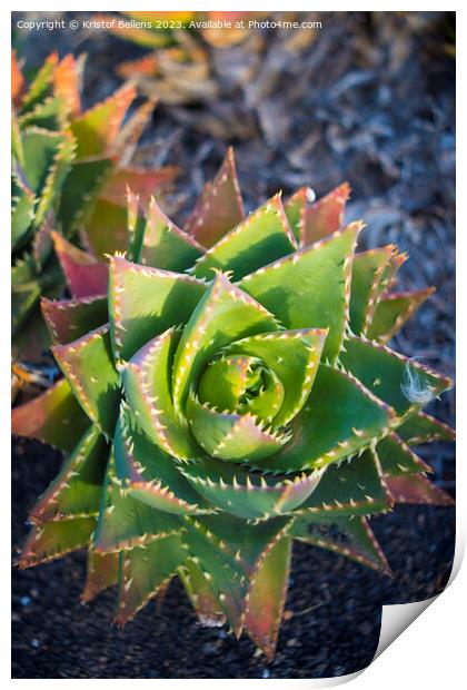 Aloe perfoliata or mitre aloe, also commonly named Rubble Aloe Print by Kristof Bellens