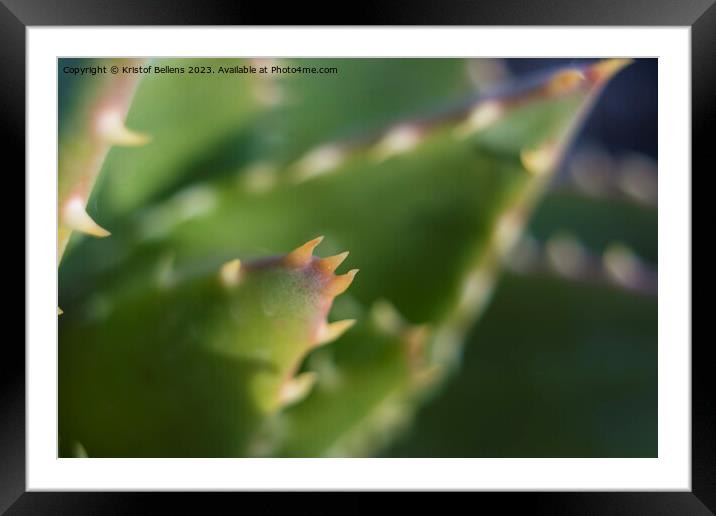 Extreme close-up shot of the spikes an thorns of an aloe perfoliata or mitre aloe, also commonly named Rubble Aloe Framed Mounted Print by Kristof Bellens