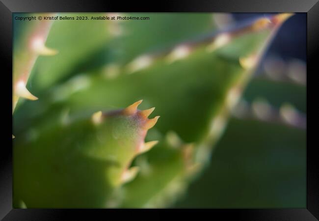 Extreme close-up shot of the spikes an thorns of an aloe perfoliata or mitre aloe, also commonly named Rubble Aloe Framed Print by Kristof Bellens