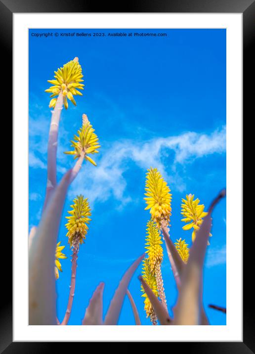 Vertical low angle field shot of yellow Aloe Vera flowers in spring Framed Mounted Print by Kristof Bellens