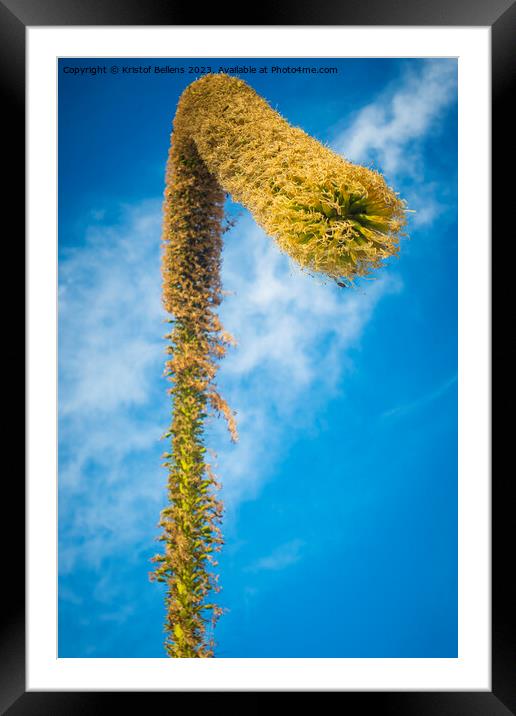 View on a foxtail agave flower, or latin name Agave attenuata. Also called lion's tale or swan's neck agave Framed Mounted Print by Kristof Bellens