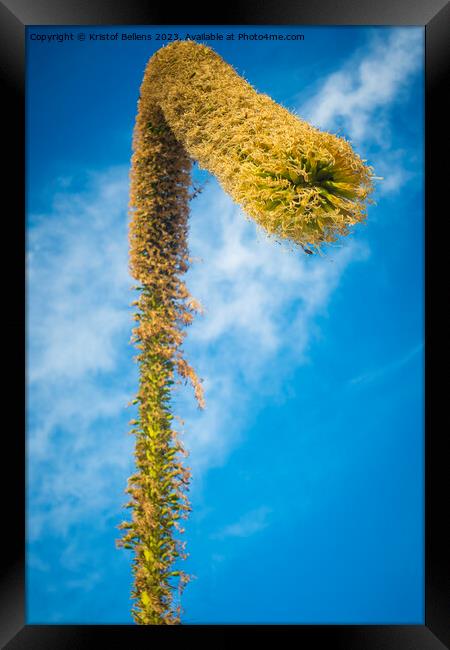 View on a foxtail agave flower, or latin name Agave attenuata. Also called lion's tale or swan's neck agave Framed Print by Kristof Bellens