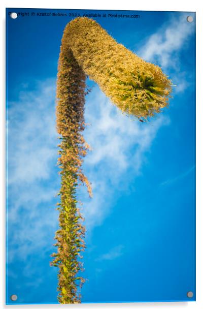View on a foxtail agave flower, or latin name Agave attenuata. Also called lion's tale or swan's neck agave Acrylic by Kristof Bellens