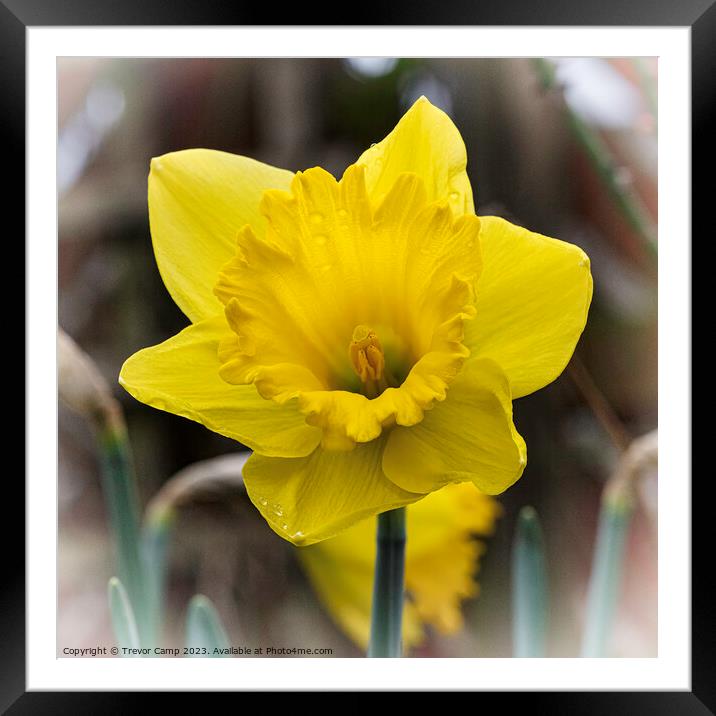 The Daffodil Framed Mounted Print by Trevor Camp