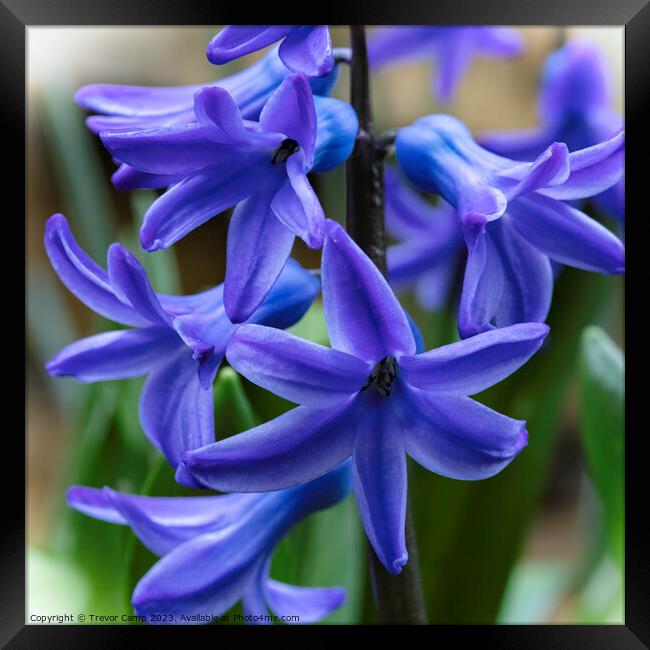 Hyacinthus orientalis Framed Print by Trevor Camp