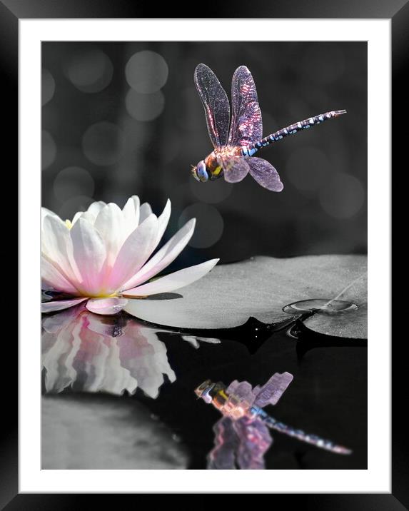Migrant Hawker Portrait Framed Mounted Print by David Neighbour
