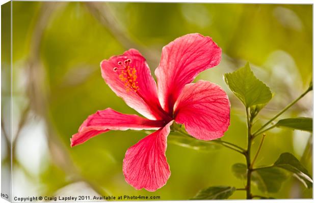 Pink Hibiscus flower Canvas Print by Craig Lapsley