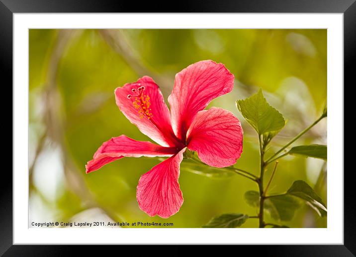 Pink Hibiscus flower Framed Mounted Print by Craig Lapsley