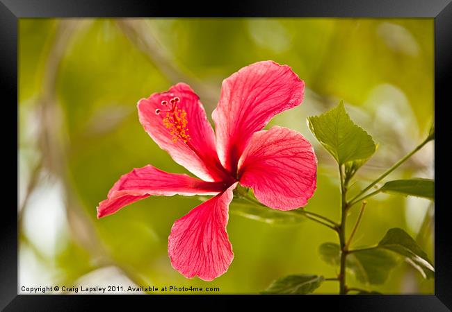 Pink Hibiscus flower Framed Print by Craig Lapsley