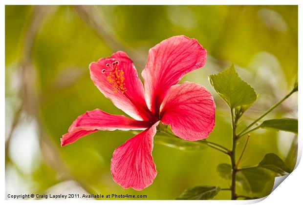 Pink Hibiscus flower Print by Craig Lapsley