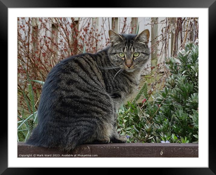 Hunter in the Garden. Framed Mounted Print by Mark Ward