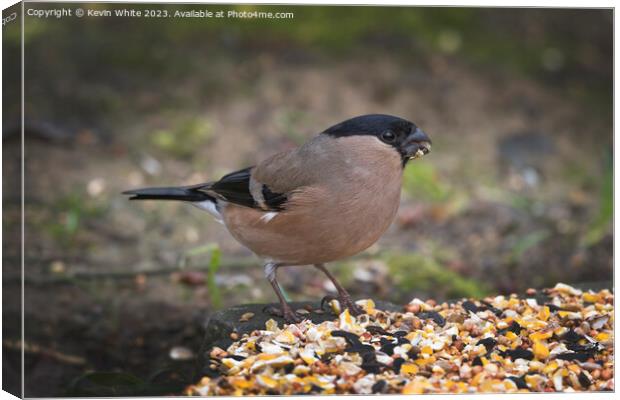 Female Bullfinch feeding from food on the ground Canvas Print by Kevin White