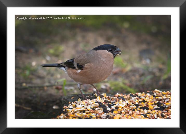 Female Bullfinch feeding from food on the ground Framed Mounted Print by Kevin White