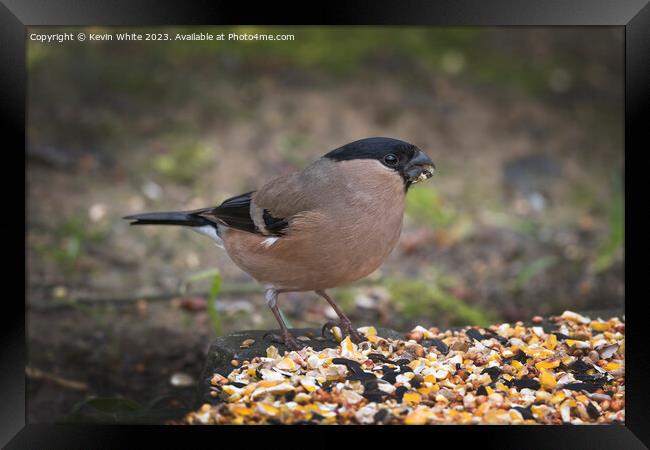 Female Bullfinch feeding from food on the ground Framed Print by Kevin White