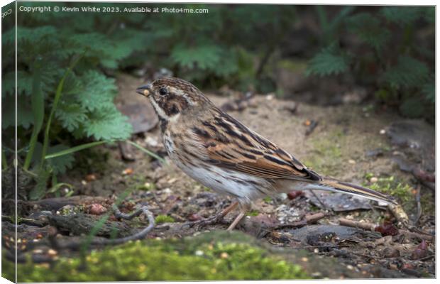 Female Reed Bunting Canvas Print by Kevin White