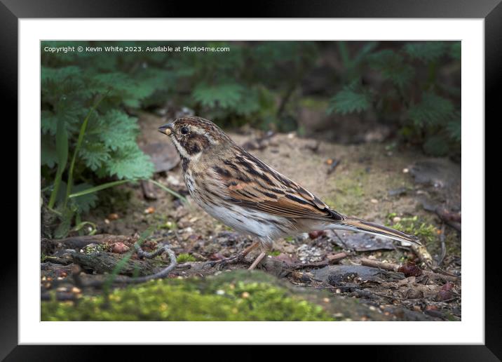 Female Reed Bunting Framed Mounted Print by Kevin White