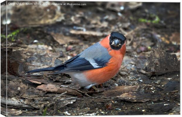 Male Bullfinch looking at camera with food in beak Canvas Print by Kevin White